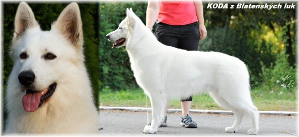 koda.jpg
