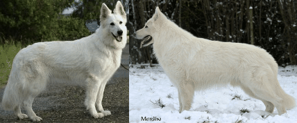 didrak.gif
